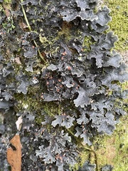 Lobariaceae
