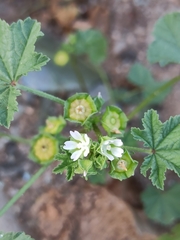 Malva parviflora image