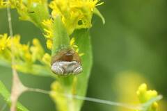 Cyrtarachne inaequalis