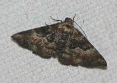 Aporoctena scierodes