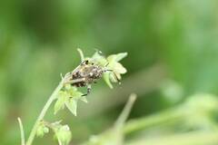 Eurystylus coelestialium