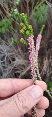 Erica coarctata