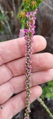 Erica coarctata