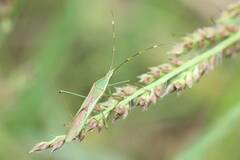 Leptocorisa chinensis