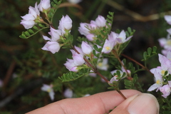 Boronia microphylla