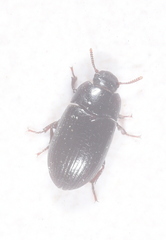Alphitobius diaperinus