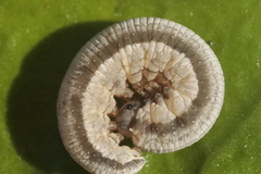 Tenthredopsis