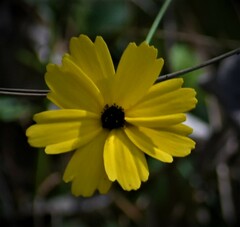 Coreopsis leavenworthii