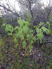 Physalis neomexicana