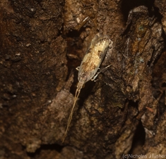 Lecithocera
