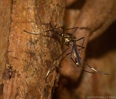 Toxorhynchites speciosus