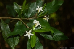 Atractocarpus chartaceus