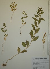 Axyris amaranthoides