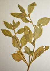 Axyris amaranthoides