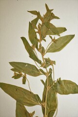 Axyris amaranthoides