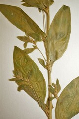 Axyris amaranthoides