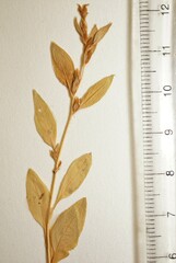 Axyris amaranthoides