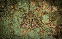 Polyclysta hypogrammata