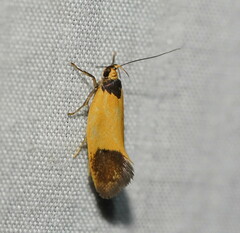 Merocroca automima