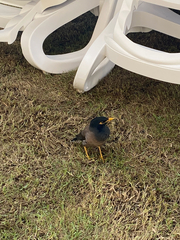 Acridotheres tristis