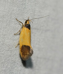 Merocroca automima
