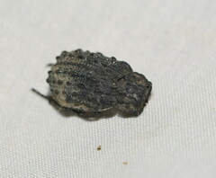 Trogidae