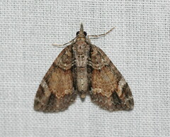 Microdes diplodonta