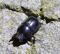 Heteronychus arator