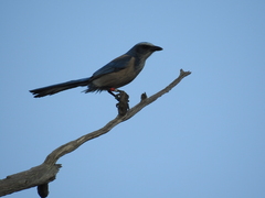 Aphelocoma coerulescens