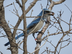 Aphelocoma coerulescens