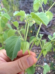 Physalis neomexicana