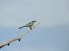 Aphelocoma coerulescens