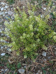 Lepidium virginicum