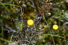 Leptorhynchos squamatus