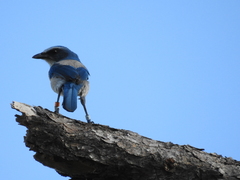 Aphelocoma coerulescens