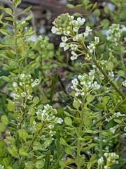 Lepidium virginicum