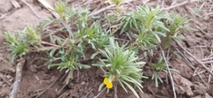 Ajuga chamaepitys chia