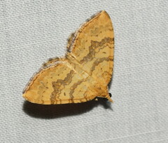 Chrysolarentia correlata