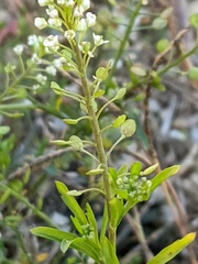 Lepidium virginicum