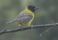 Icterus graduacauda