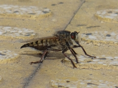 Promachus latitarsatus