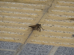 Promachus latitarsatus