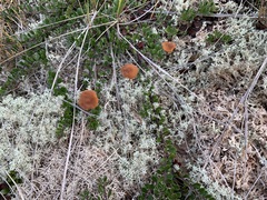Laccaria maritima