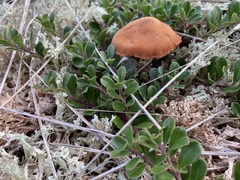 Laccaria maritima