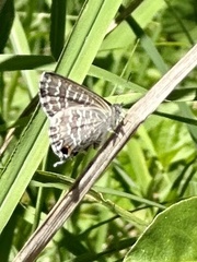 Theclinesthes miskini