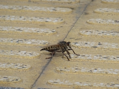 Promachus latitarsatus