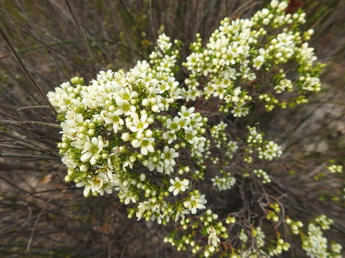 Image of Diosma aspalathoides by (c) Paul Emms, some rights reserved (CC BY-SA)
