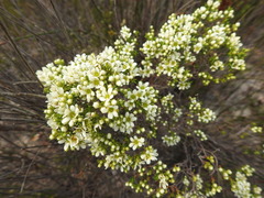 Diosma aspalathoides