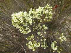 Diosma aspalathoides