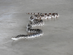 Pituophis melanoleucus mugitus